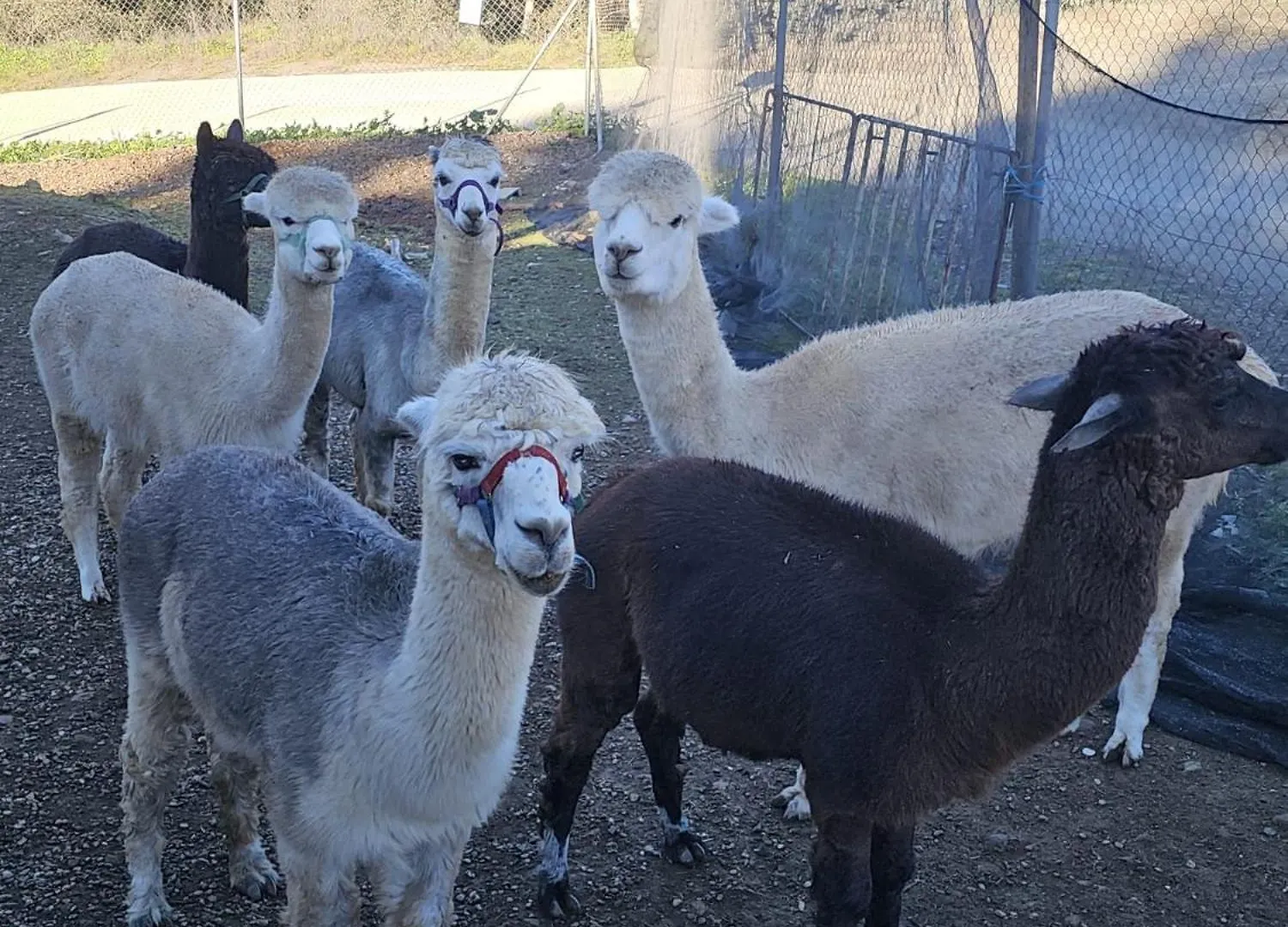 Appartement Experience Alpacas In Andalucia à Cordoue