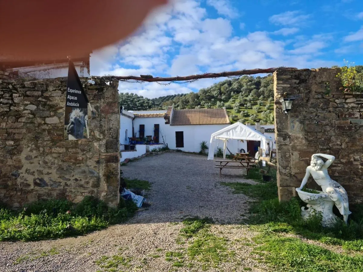 Experience Alpacas In Andalucia Apartment Cordoba Spain