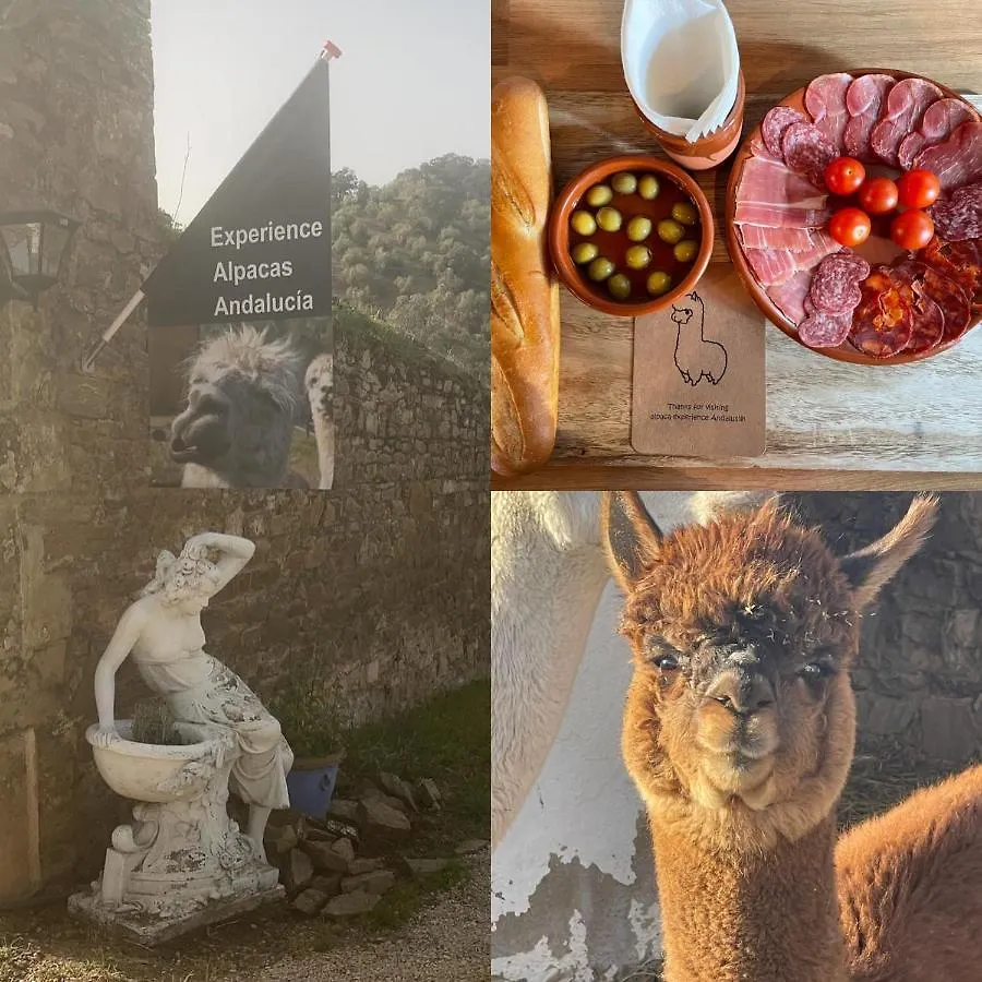 Experience Alpacas In Andalucia Apartment Cordoba