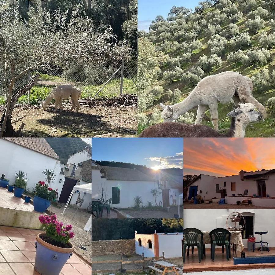 Experience Alpacas In Andalucia Apartment Cordoba