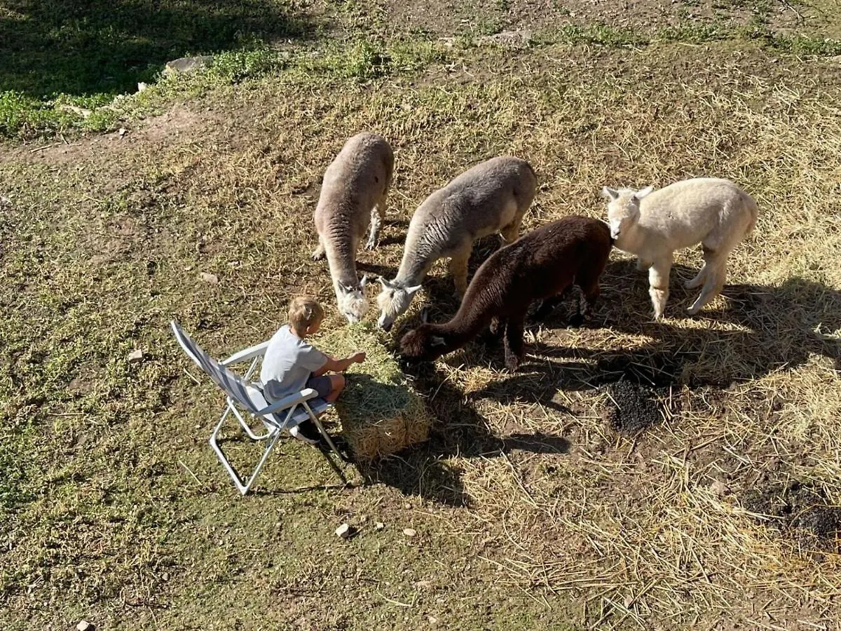 Experience Alpacas In Andalucia Apartment Cordoba