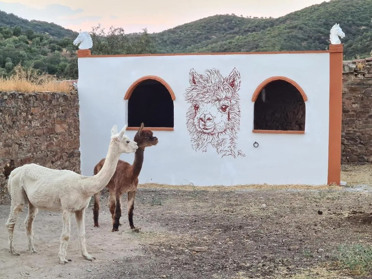 Experience Alpacas In Andalucia Apartment Cordoba Spain