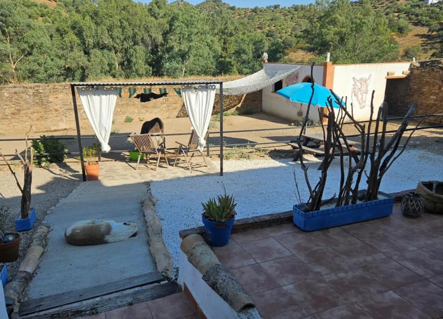 Experience Alpacas In Andalucia Apartment Cordoba
